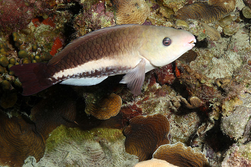 Bonaire - photo n° 163