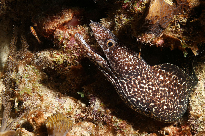 Bonaire - photo n° 164