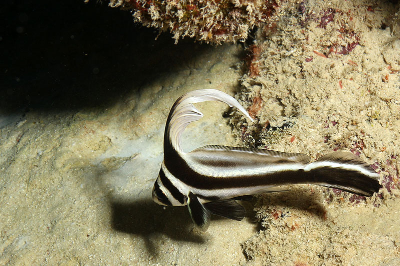 Bonaire - photo n° 165