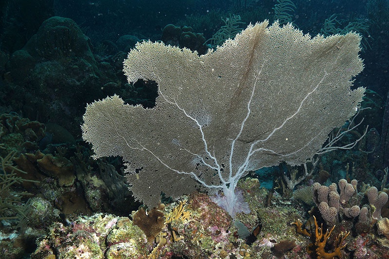 Bonaire - photo n° 166