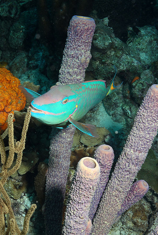 Bonaire - photo n° 168