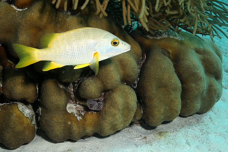 Bonaire - photo n° 169