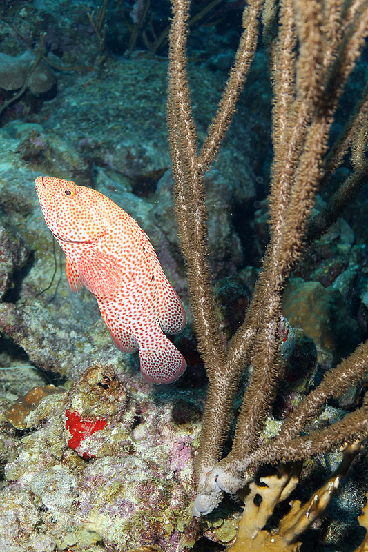 Bonaire - photo n° 177