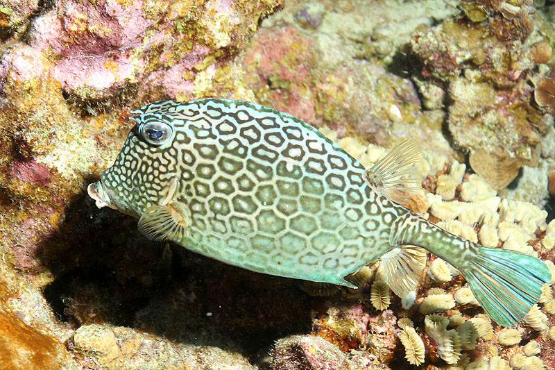 Bonaire - photo n° 179