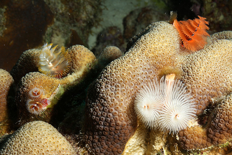 Bonaire - photo n° 180