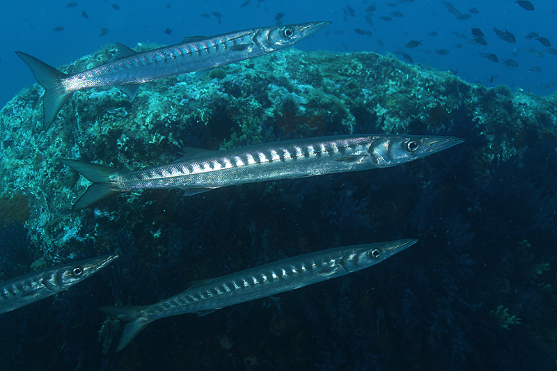 Colera - Barracudas