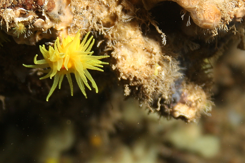 Estartit - Corail jaune solitaire