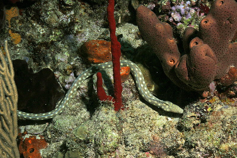 Réserve Cousteau