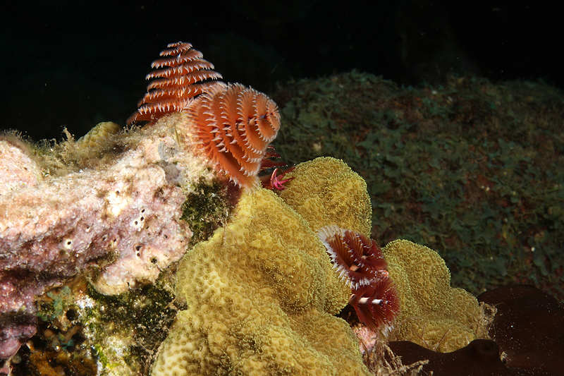 Réserve Cousteau