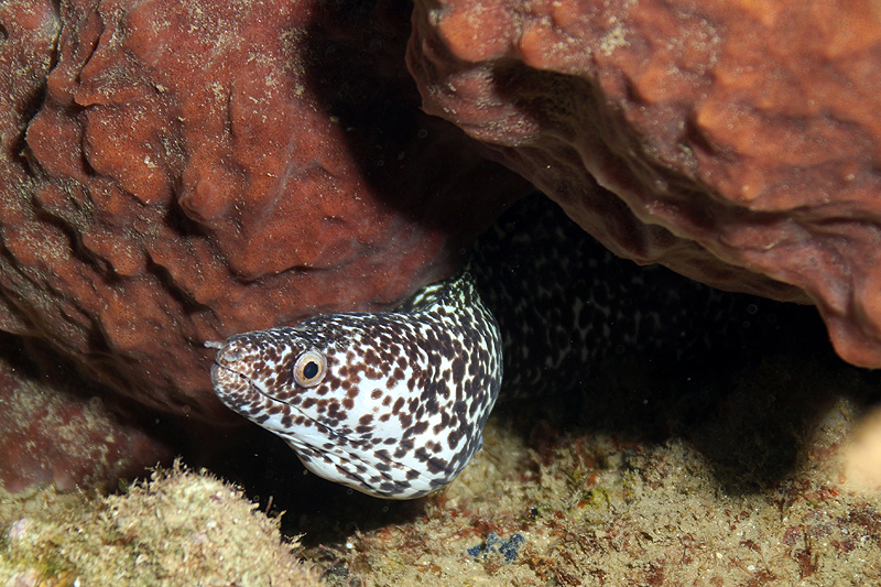 Réserve Cousteau