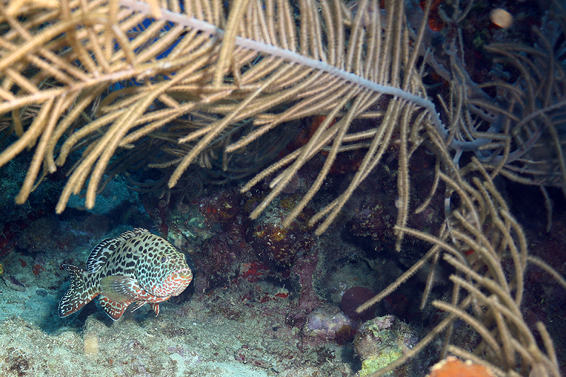 Réserve Cousteau