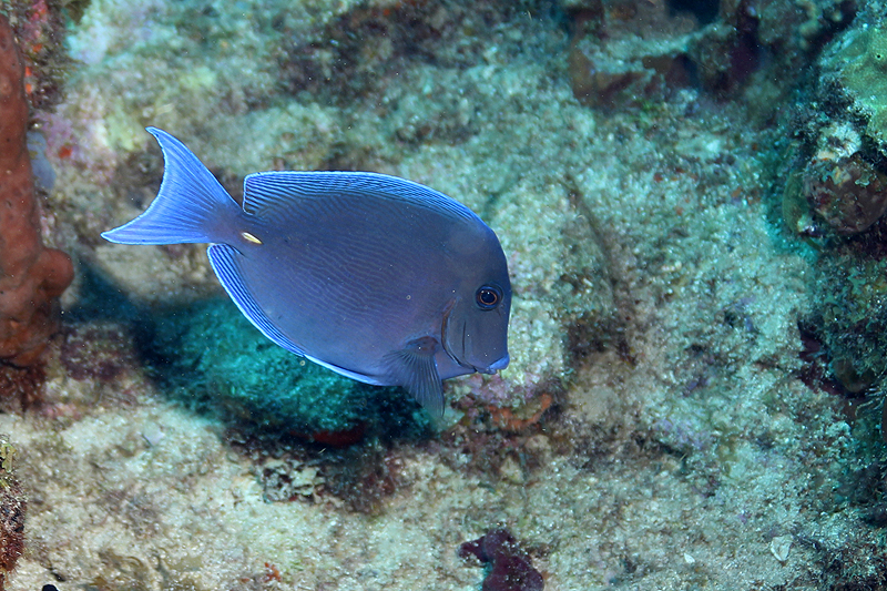Réserve Cousteau