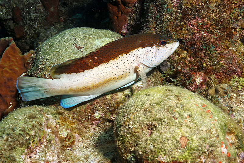 Réserve Cousteau