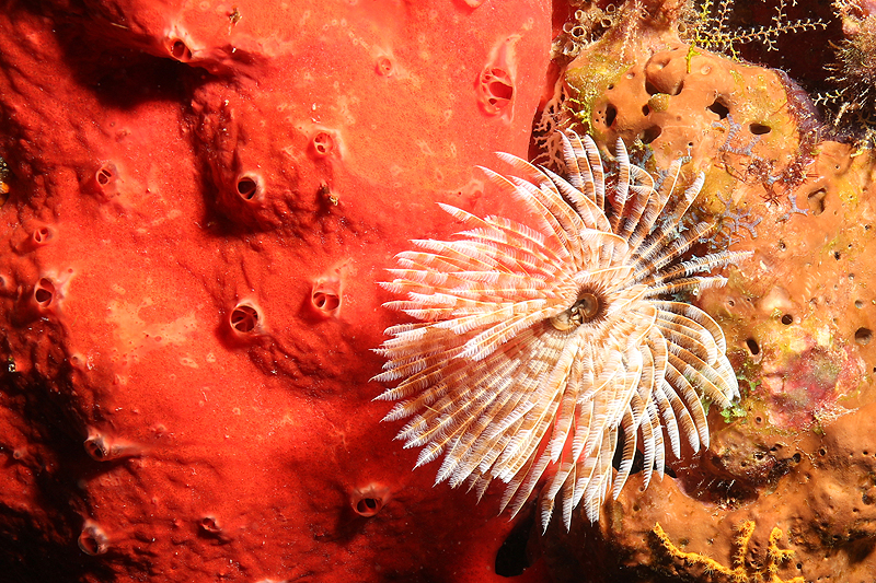 Réserve Cousteau