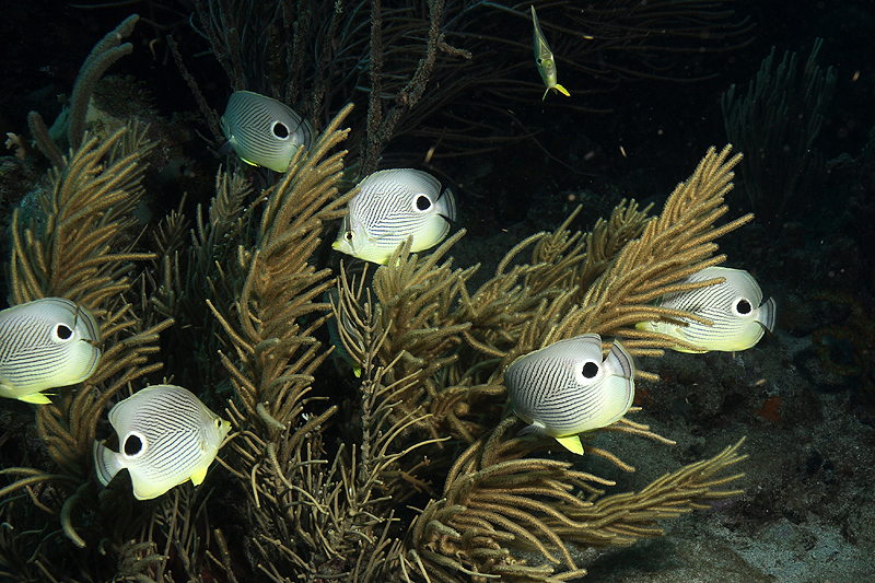 Réserve Cousteau