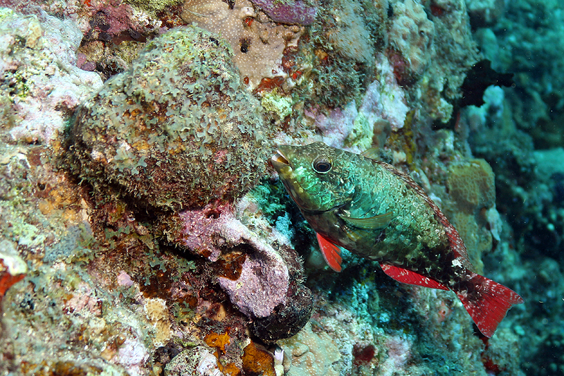 Réserve Cousteau