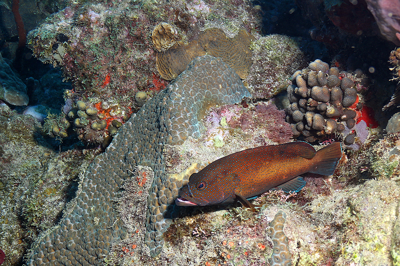 Réserve Cousteau