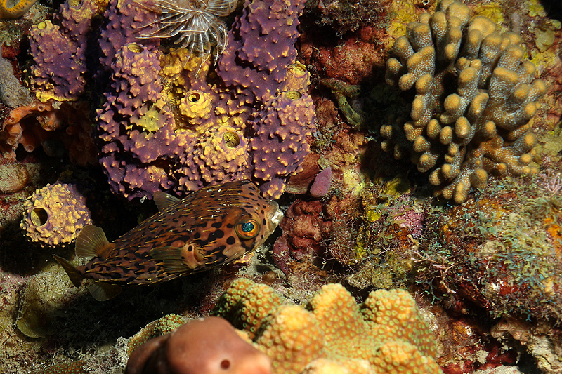 Réserve Cousteau