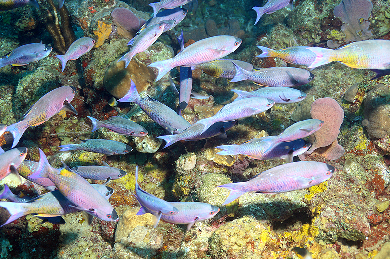 Réserve Cousteau