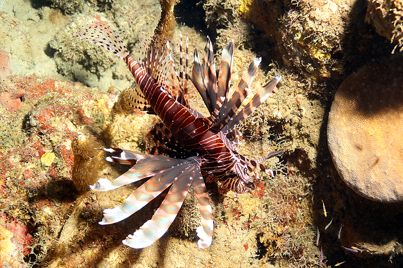 Réserve Cousteau