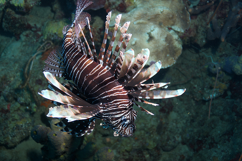 Guadeloupe - Poisson scorpion