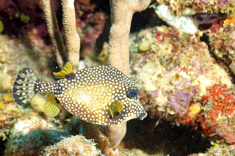 Guadeloupe - Poisson coffre mouton