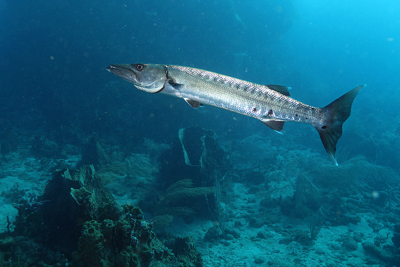 Guadeloupe - Barracuda