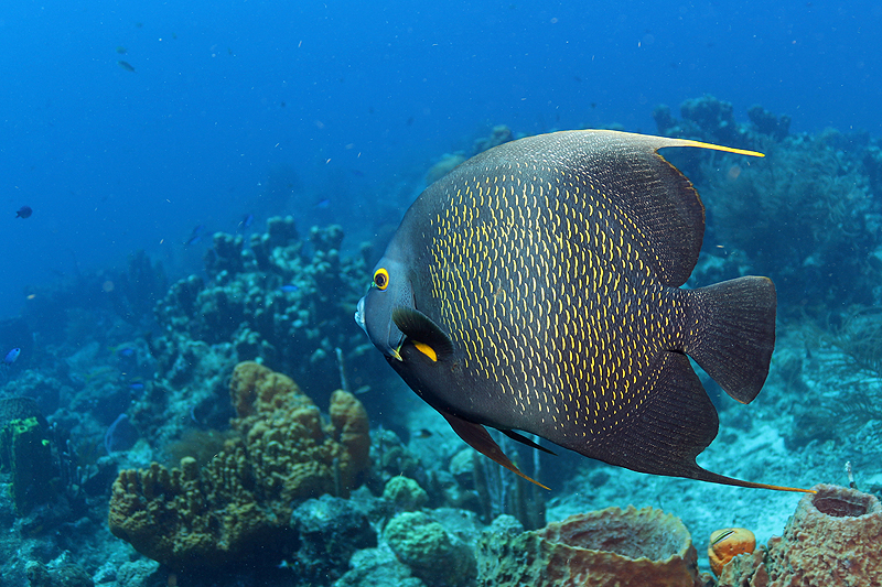 Réserve Cousteau