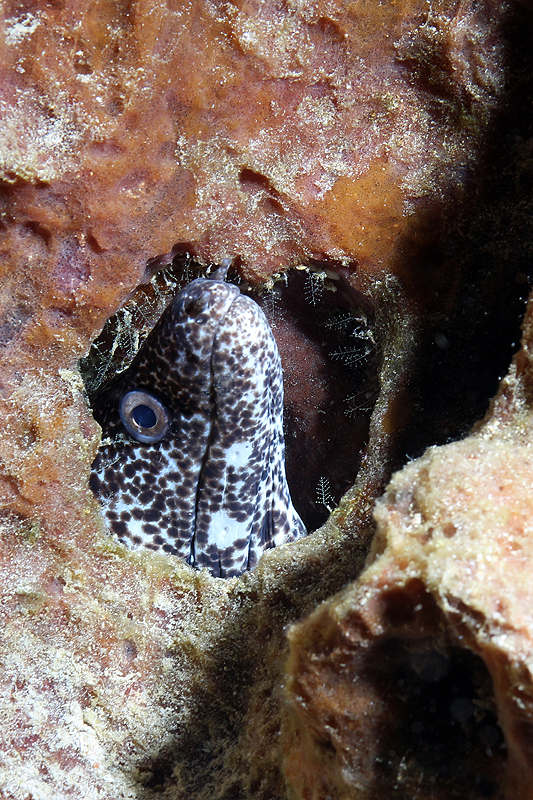 Réserve Cousteau