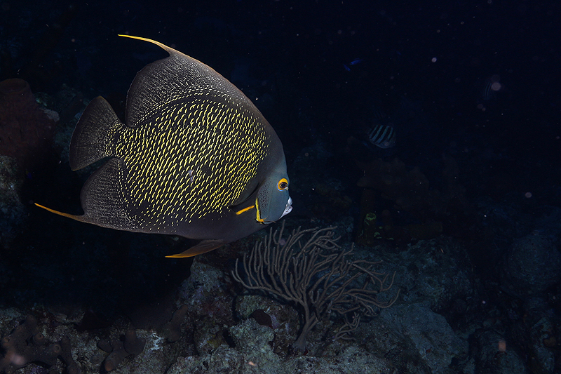 Réserve Cousteau