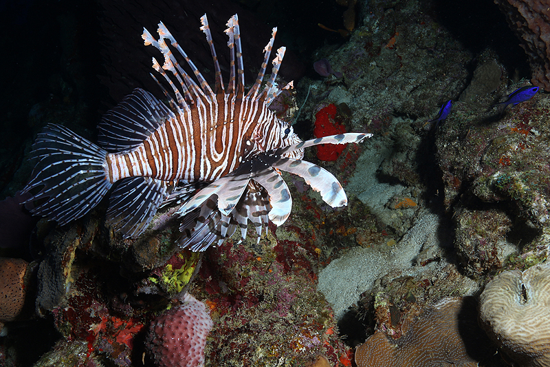 Réserve Cousteau