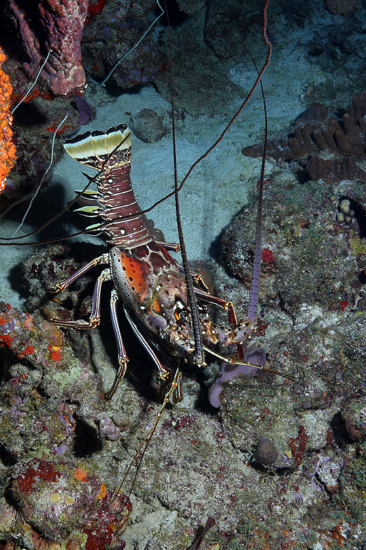 Réserve Cousteau