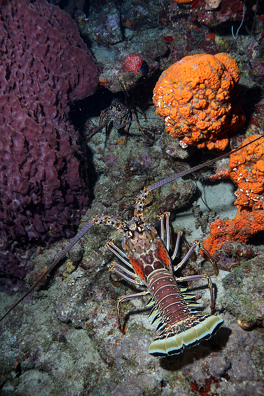 Réserve Cousteau