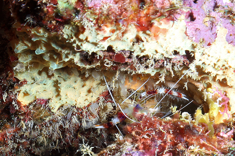 Réserve Cousteau