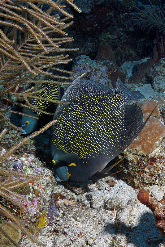 Réserve Cousteau