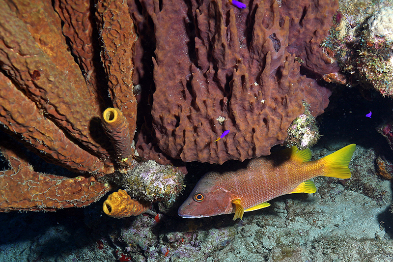 Réserve Cousteau