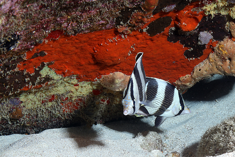 Réserve Cousteau