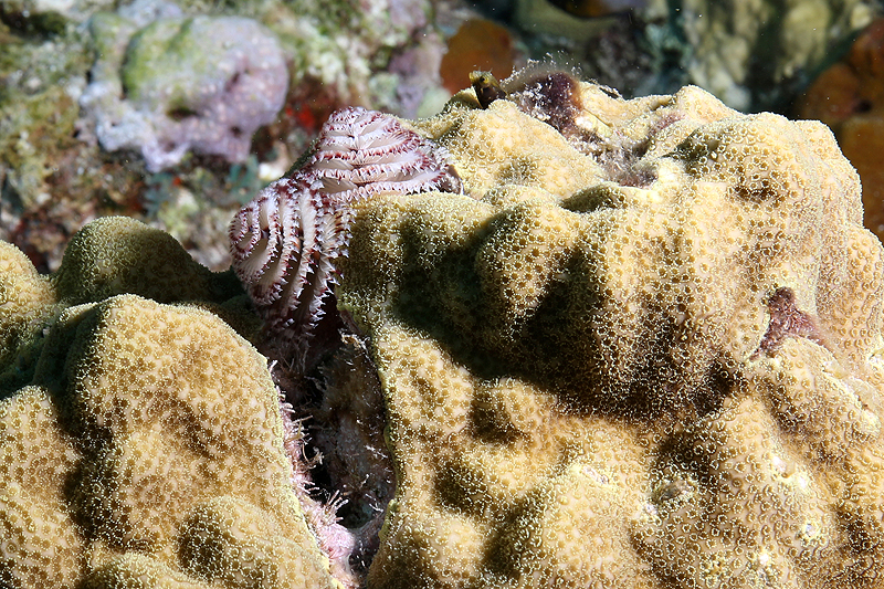 Réserve Cousteau