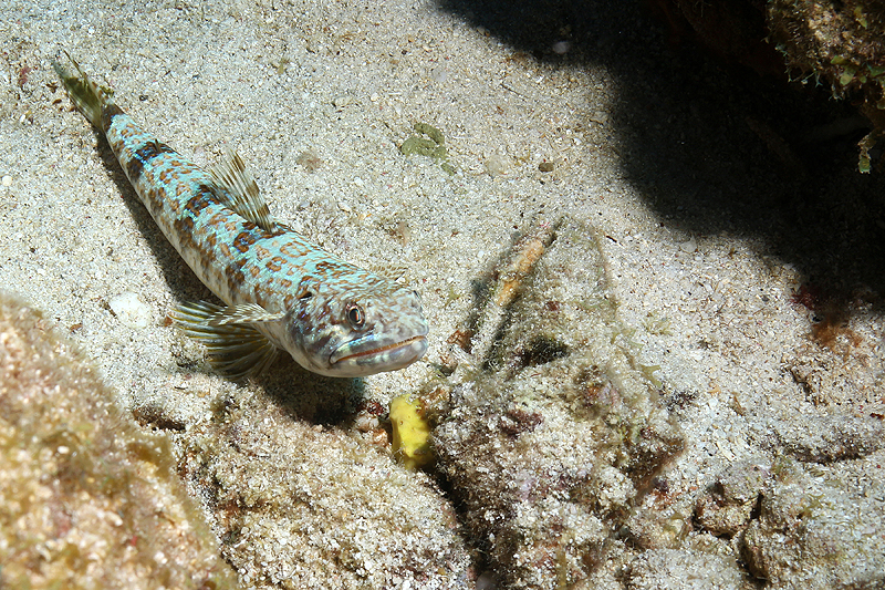 Réserve Cousteau
