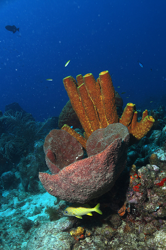 Réserve Cousteau