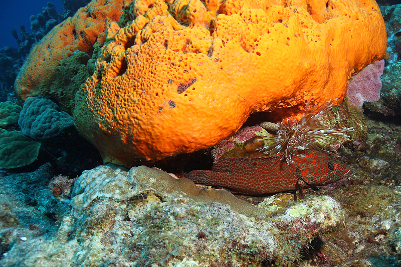 Réserve Cousteau