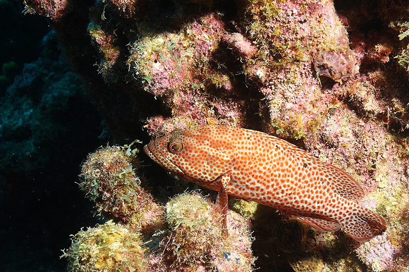 Réserve Cousteau