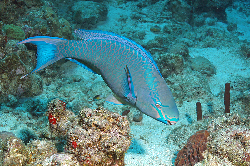 Réserve Cousteau