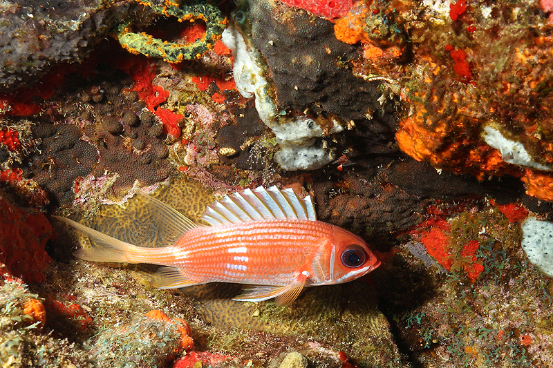 Réserve Cousteau