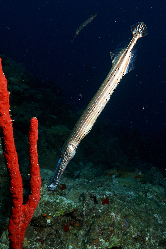 Réserve Cousteau