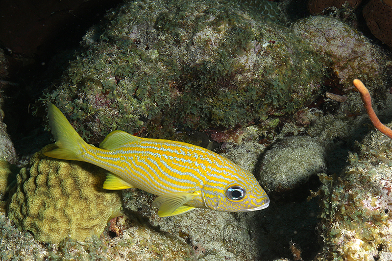 Réserve Cousteau