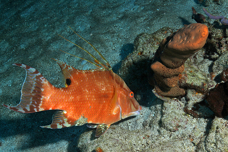 Réserve Cousteau