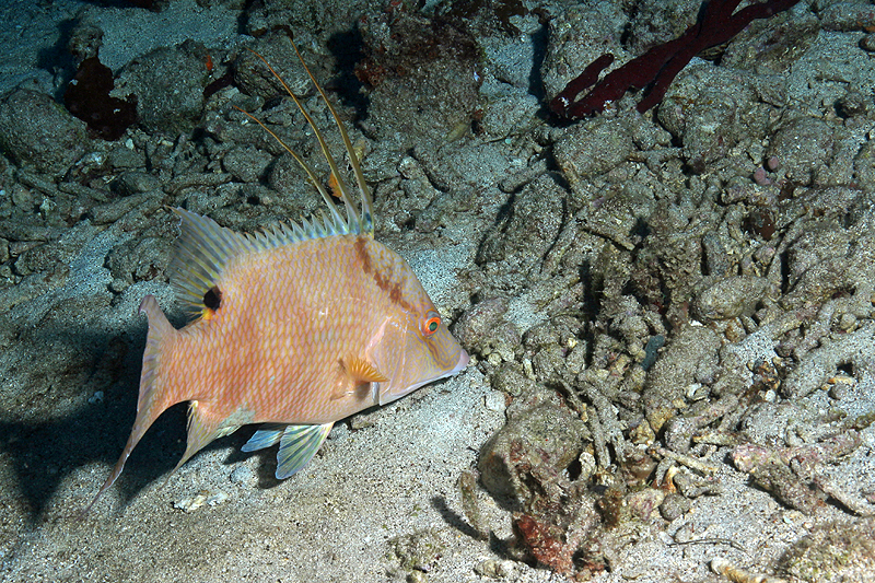 Réserve Cousteau