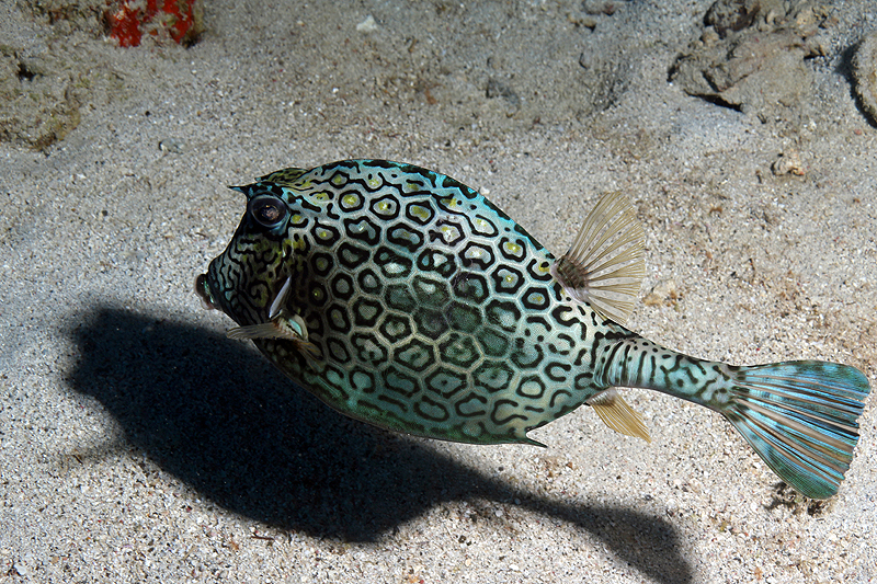 Réserve Cousteau