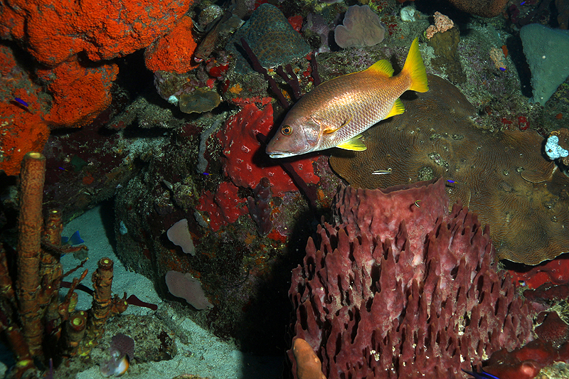 Réserve Cousteau